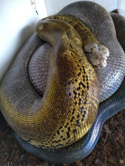 Platinum Goldenchild Het Purple Reticulated Python by Slamedexotics