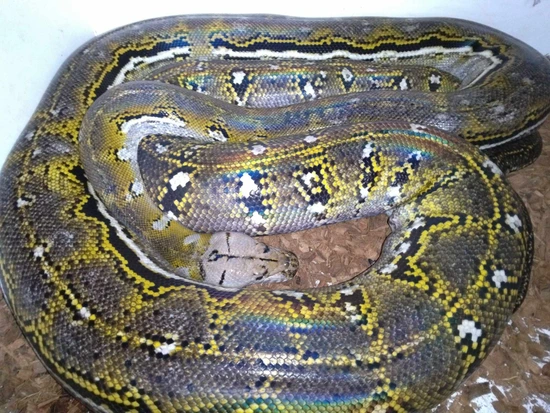 Genetic Abnormal Reticulated Python Anthrax Het Mocha Poss Het Genetic Stripe Reticulated Python by ...