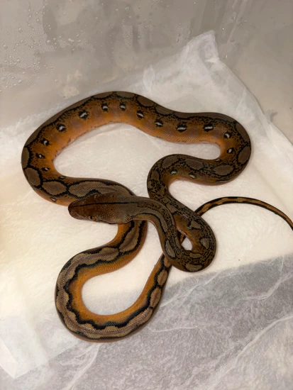 Sunfire 100% Het Orange Ghost Stripe 100% Het Albino White/purple Or ...