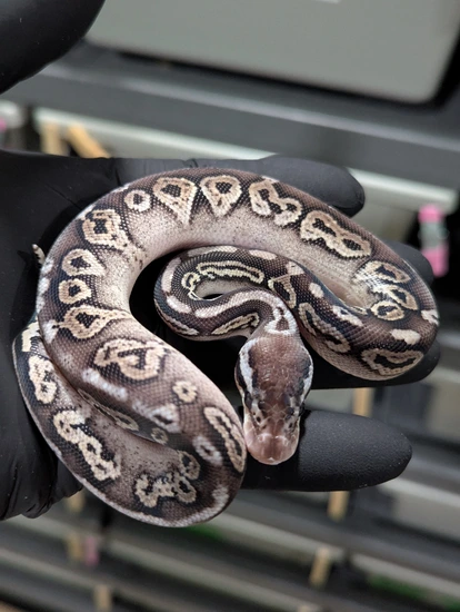 Cinnamon Pastel 💯 Het Cryptic Ball Python by Head Stamp Exotics