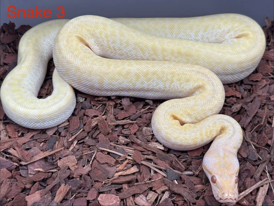 Albino Granite 50% Dwarf Burmese Python by Slitherin Reptiles Ltd