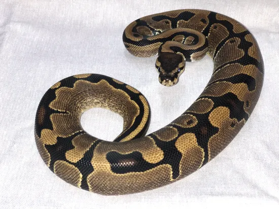 Normal 100% Her Pied Ball Python by The Kingdom
