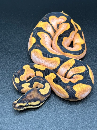 Super Orange Dream Sugar Poss. Scrambler Ball Python by Mike Wells Reptiles