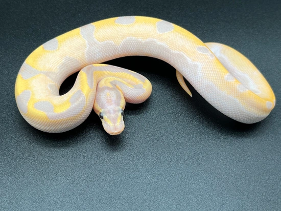 Banana Leopard Fire Python Banana Sugar Leopard Orange Dream Fire 66% Het Pied Ball Python by Mike ...