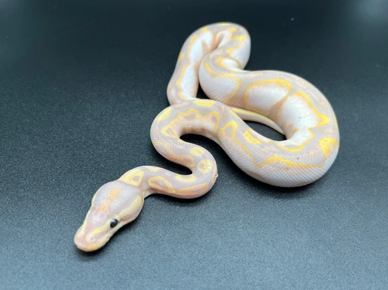 Banana Orange Dream Sugar Enchi Possible Scrambler Ball Python by Mike ...
