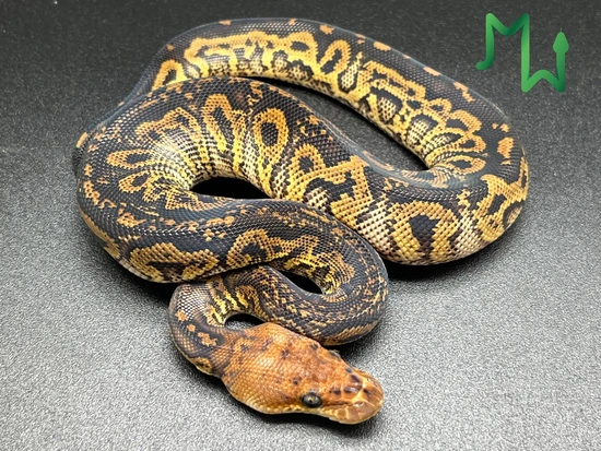 Stranger Clown Ball Python by Mike Wells Reptiles