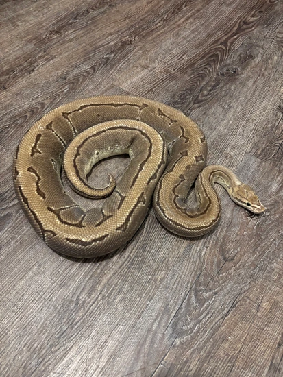 Fire Pinstripe Ball Python by Longoria’s Reptile Haven
