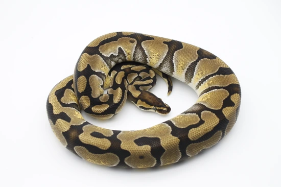 PAIR Het Rainbow & Clown Ball Python by Slotke's Select Serpents