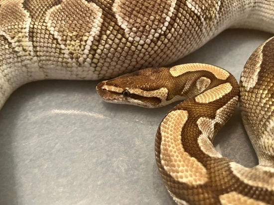 CB18 Female Butter Adult Ball Python by NW Pythons