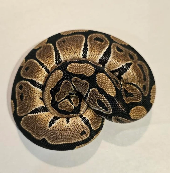 Double Het DG Puzzle Ball Python by The Serpent Smiths