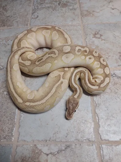 Pastel Platinum Ball Python by No limit reptiles