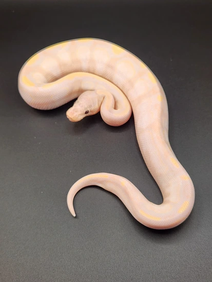 Super Banana Sugar Ball Python by No limit reptiles