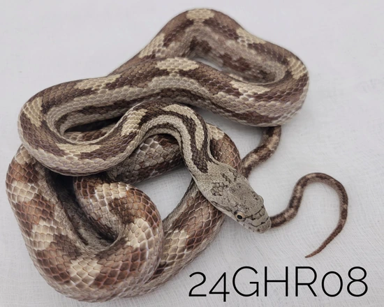 Gulf Hammock Rat Snake Eastern Rat Snake by Smoldering Serpents