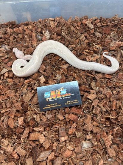Black Pastel Razor Coral Glow 100% Het Clown Ball Python by SMS Morphs, LLC
