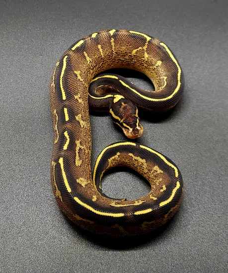 Double Freeway Ball Python Freeway Ball Python by CMM Constrictors