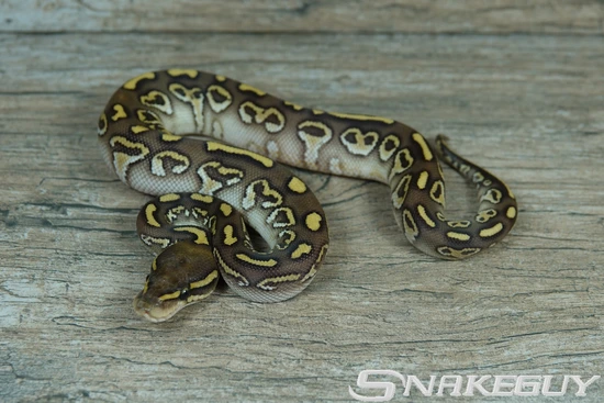 Twister Hurricane Lesser Poss. Het. Clown Ball Python by Snakeguy