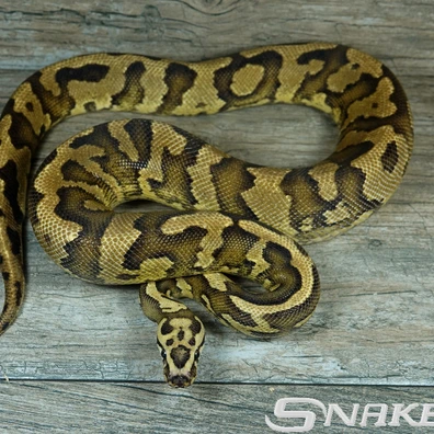 Confusion Fire Yellow Belly Ball Python - male for sale from Snakeguy
