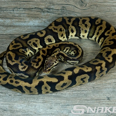 Confusion Pastel Het. Clown Ball Python - male for sale from Snakeguy