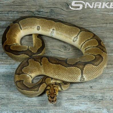 Enchi Clown Het. Desert Ghost Ball Python - male for sale from Snakeguy