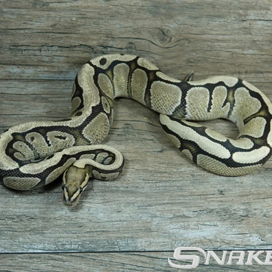 Red Stripe Desert Ghost Ball Python - male for sale from Snakeguy