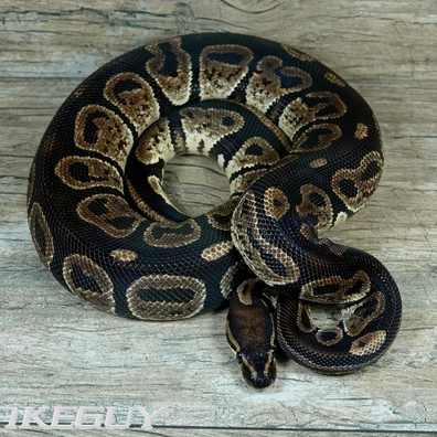 Twister Het. Lavender Albino Ball Python - male for sale from Snakeguy