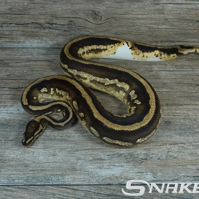 Yellow Belly Piebald + ??? (Special Pattern) Ball Python - male for sale from Snakeguy