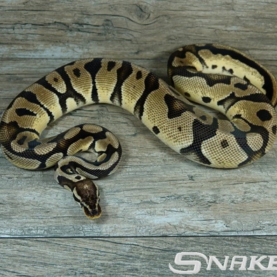 Orange Dream Pastel Het. Desert Ghost, Puzzle Ball Python - male for sale from Snakeguy