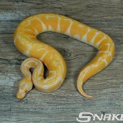 Albino Black Pastel Enchi Ball Python - female for sale from Snakeguy