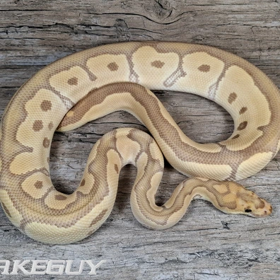 Clown Ultramel Ball Python - male for sale from Snakeguy