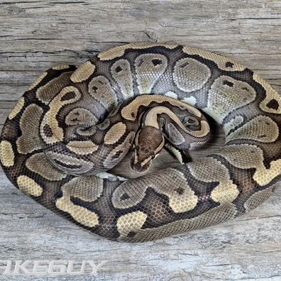 Red Stripe Het. Clown Ball Python - female for sale from Snakeguy