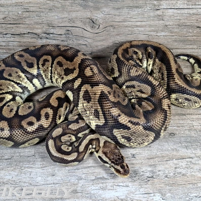 Twister Pastel Ball Python - female for sale from Snakeguy