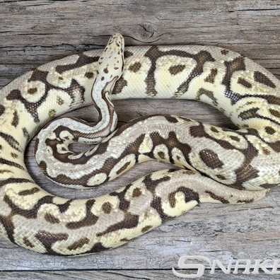 Firefly Spotnose Het. Clown Ball Python - female for sale from Snakeguy