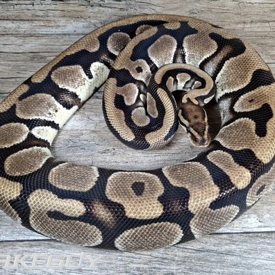 HI Orange Dream Ball Python - female for sale from Snakeguy