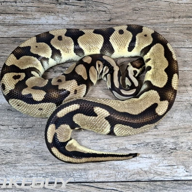 HI Orange Dream Pastel Het. Desert Ghost, Piebald Ball Python - female for sale from Snakeguy