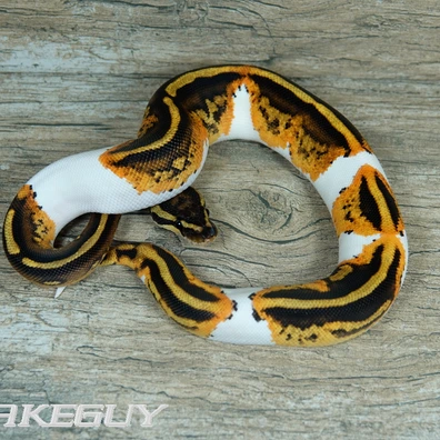 Orange Dream Yellow Belly Piebald Het. Albino