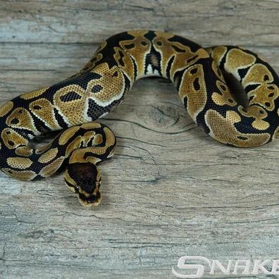 Dinker Het. Clown Poss. Het. Ultramel