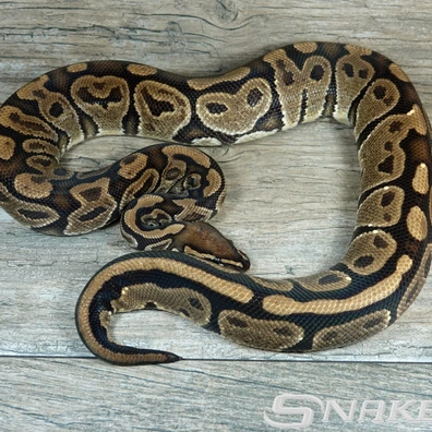Hurricane Het. Candy Ball Python - female for sale from Snakeguy