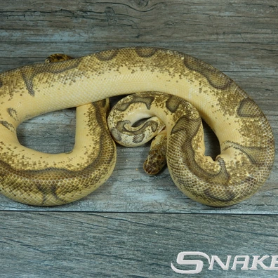 Pastel Super Enchi Clown Ball Python - female for sale from Snakeguy