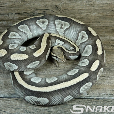 Mojave Desert Ghost Ball Python - female for sale from Snakeguy