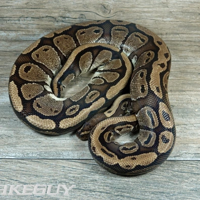 Red Stripe Ball Python - female for sale from Snakeguy