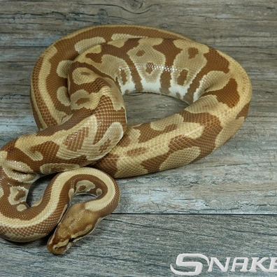 Ultramel Leopard Ball Python - female for sale from Snakeguy