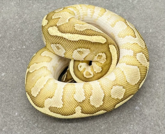 Russo Fire Yellowbelly Het Clown Ball Python by Snakenstein Reptiles, LLC