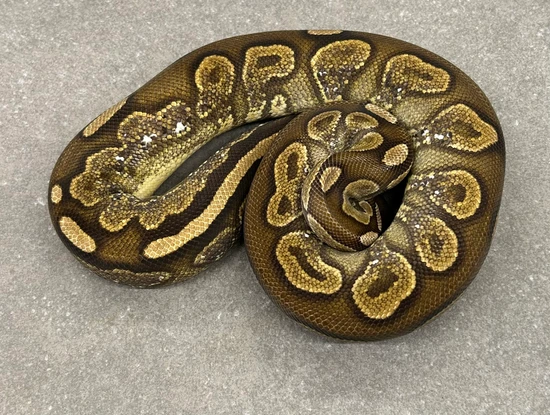 Sugaer Ball Python Cinnamon Sugar Ball Python by Snakenstein Reptiles, LLC
