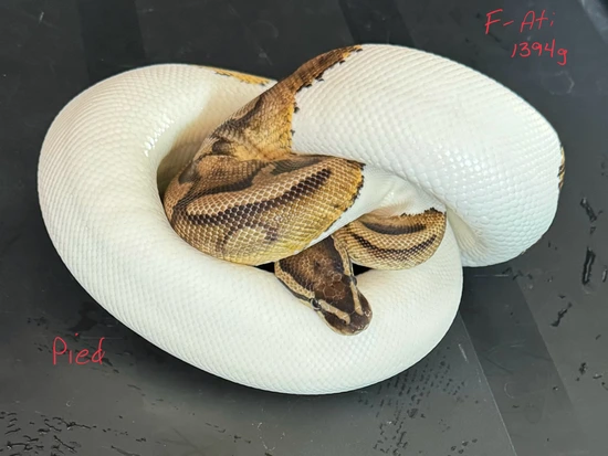 Pied Ball Python by On Point Ball Pythons