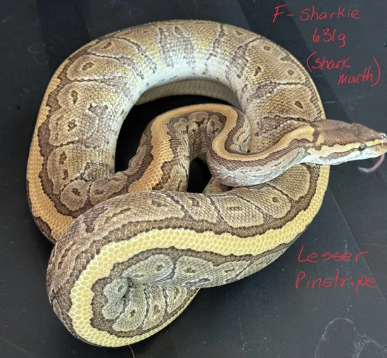 Lesser Pinstripe Ball Python by On Point Ball Pythons