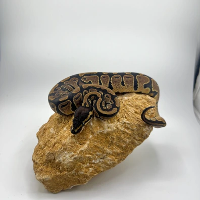 3.3 Königspython Gruppe NZ25 – 100% Het Piebald / 50% Clown & Monsoon – Hamm Übergabe Ball Python - female for sale from Snakes 4 U