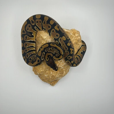 Königspython NZ25 – Poss Het Ultramel / Clown / Piebald / Monsoon – Hamm Übergabe Ball Python - unknown for sale from Snakes 4 U