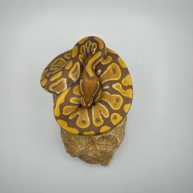 Ultramel ♀ NZ25 – 100% Het Piebald – 50% Het Clown – Hamm Übergabe Ball Python - female for sale from Snakes 4 U