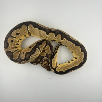 Fire Clown ♀ NZ25 – 100% Test Het Monsoon – Hamm Übergabe Ball Python - female for sale from Snakes 4 U