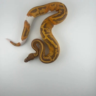 Ultramel Piebald ♂ NZ25 – Hamm Übergabe Ball Python - male for sale from Snakes 4 U
